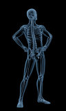 Medical male skeleton