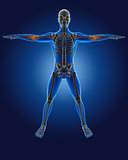 3D medical man with skeleton