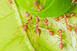 red ant teamwork building home
