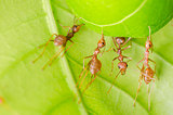 red ant teamwork building home