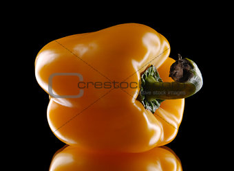 yellow sweet pepper on a black background