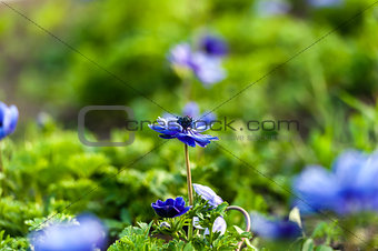 Blue flower and green grass