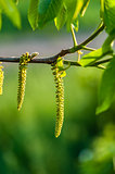 Catkin with Green Background