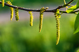 Catkin with Green Background