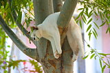 cat on the branch