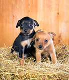 Two Russian Toy Terrier puppies