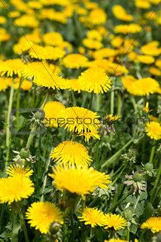 Yellow dandelions in meadow