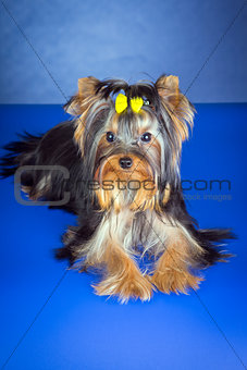 Young Yorkshire Terrier