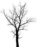 Silhouette of dead tree without leaves