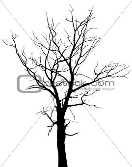 Silhouette of dead tree without leaves