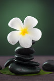 Stacked hot stones for massage spa and frangipani with green bac