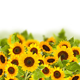 bight sunflower field