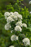 White spirea
