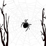 Realistic spider web with spider
