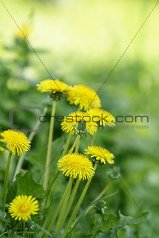 dandelion blossom on the field, selective focus