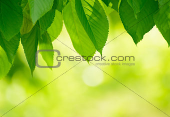 Fresh Spring Green Leaves Over Bright Background