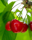 Sweet and Juicily Ripe Cherries on a Tree