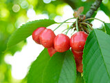 Sweet and Juicily Ripe Cherries on a Tree