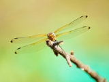 Dragonfly resting on the branch