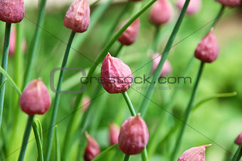 Closed chive flower buds