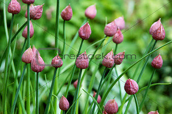 Closed chive flower buds