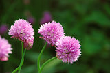 Three delicate pink blooms on a chive plant