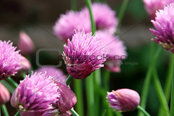 Pink chive flowers opening