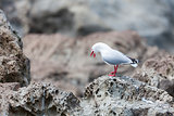 Red-Billed Gull