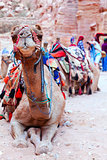 Camel of Petra