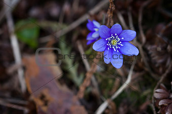 Violet forest flower 