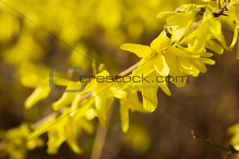 Yellow flowers of forsythia