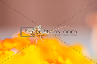 hemiptera on the yellow flower