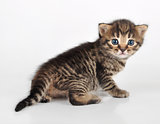 beautiful cute  kitten looking back