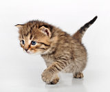 beautiful cute kitten walking