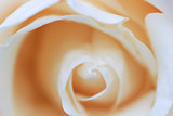 Abstract Rose Closeup Background