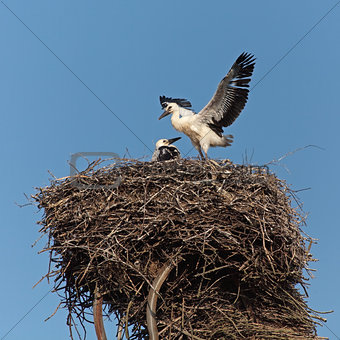 Baby birds of a white stork in a nest