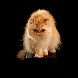House Adult Persian Cat Of Red Color