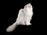 Adult house Persian cat of a white color