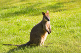 Swamp- or Black Wallaby on grassland