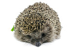 Front view of hedgehog