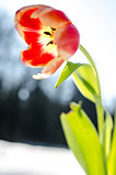 Closeup of a tulip flower