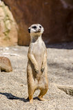 Suricate on the lookout