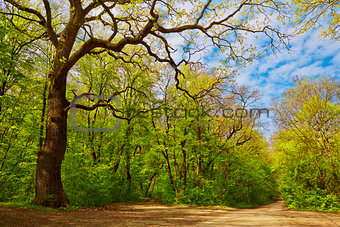 Deciduous forest in spring