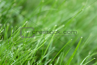 canted green grass close-up