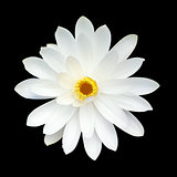 White lotus flower on white background