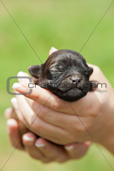 Sleeping puppy dog in woman hands