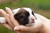 Newborn puppy dog in woman hands