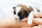 Small puppy dog in woman hand