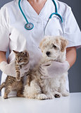 Animal doctor closeup with pets