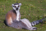 Ring-tailed lemur  (Lemur catta)